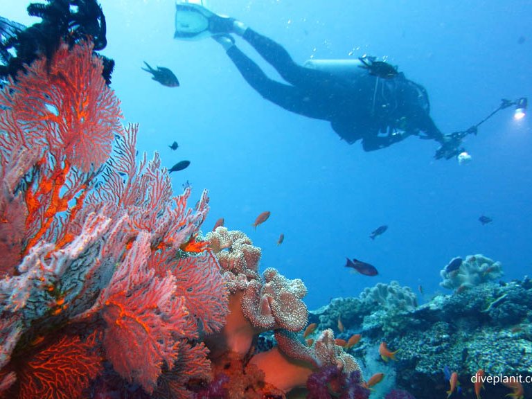 Buceo en Rainbow Reef