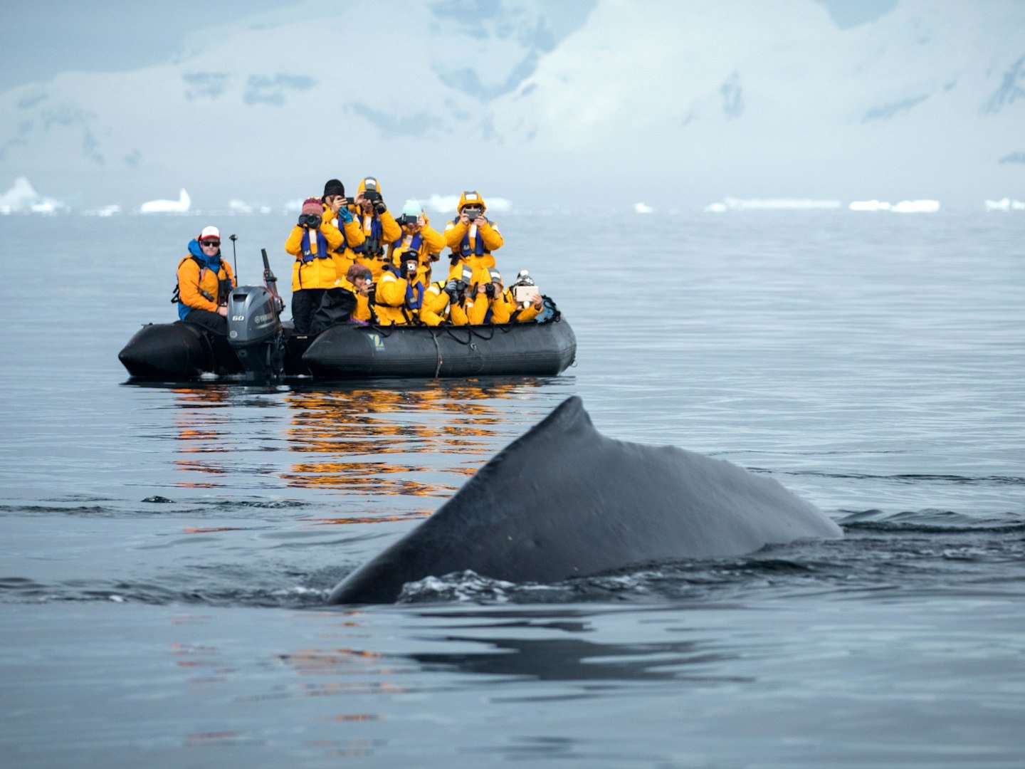 Navegación en zodiac entre icebergs