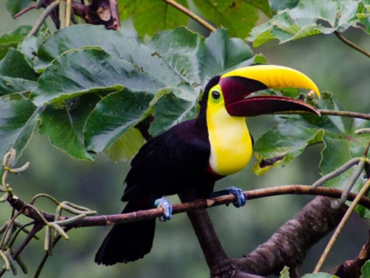 Avistamiento de fauna en Corcovado