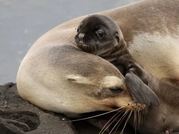 Snorkel con leones marinos