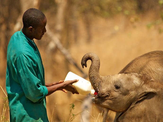 Visita un orfanato de elefantes
