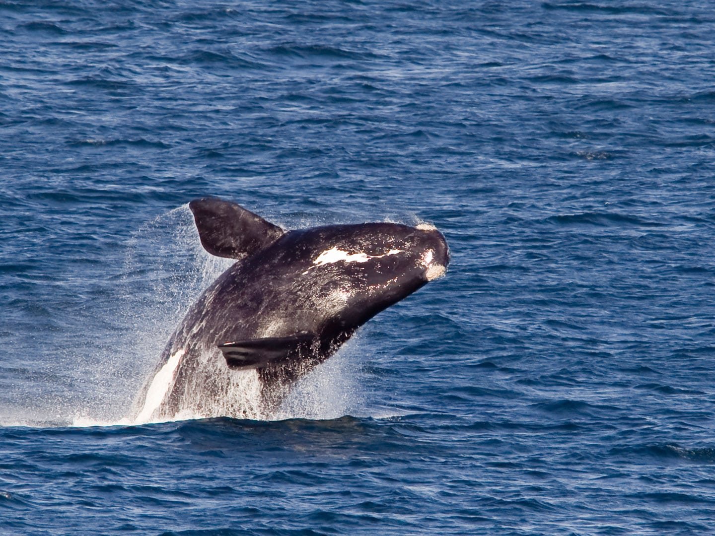 Avistamiento de ballenas